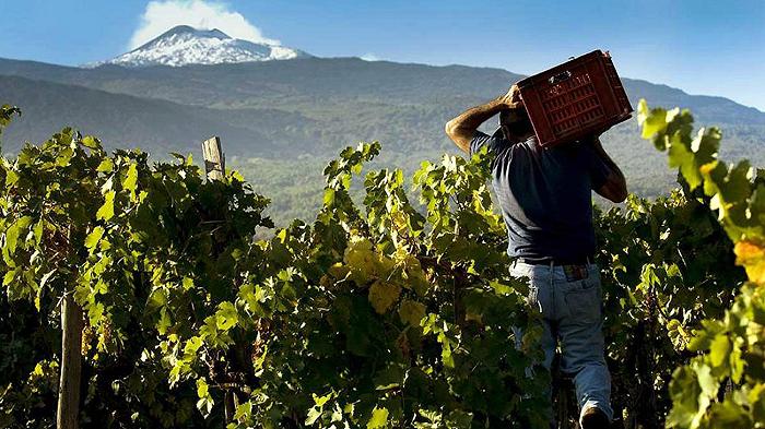 La vendemmia 2023 sull’Etna (e non solo) è una tragedia