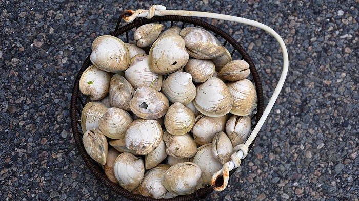 Cozze e vongole contro il riscaldamento globale? Secondo uno studio il guscio assorbe la CO2