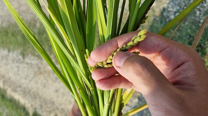 Come la filiera del riso italiano sta lavorando sulla sostenibilità per rispondere alla siccità
