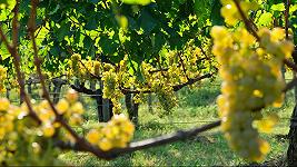 Fanno bene i vignaioli del Carso ad essere furenti con il Prosecco DOC?