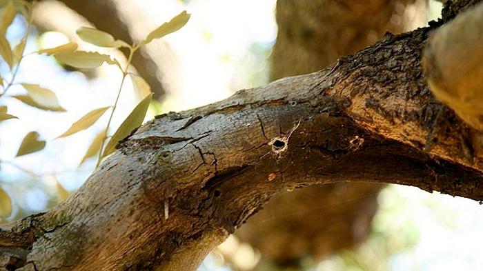 Xylella, il 40% della Puglia è stato colpito: il numero di piante infette sale a 21 milioni