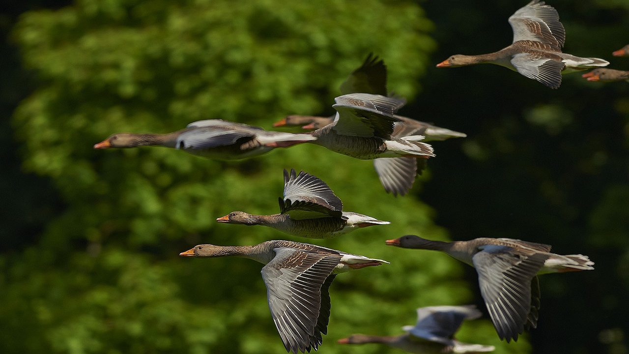 Influenza aviaria 2022, l’allerta dei veterinari: attenzione alle migrazioni degli uccelli selvatici