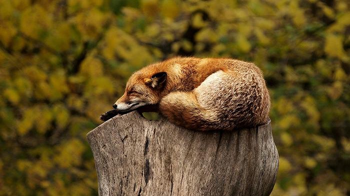 Lecco: niente cibo agli animali selvatici, ma l’Enpa protesta