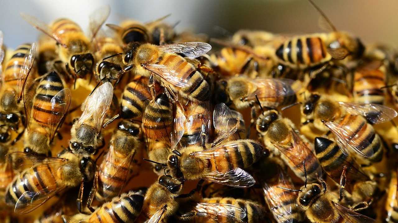 Stati Uniti, sfrattano il vicino di casa: apicoltrice si vendica scatenando uno sciame di ap