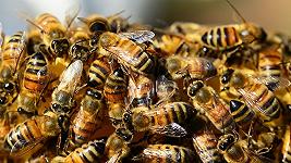 Pesticidi, l’Ue stringe sui prodotti nocivi per le api: ridotti i livelli massimi di due sostanze
