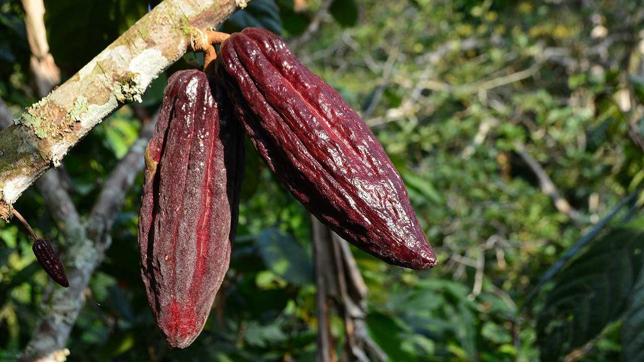 Cacao: Cadbury investirà 600 milioni per contrastare lavoro minorile e deforestazione