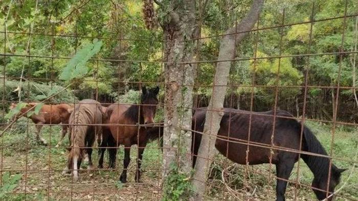 Cavalli selvaggi dell’Aveto catturati e rinchiusi in un recinto, è guerra tra gli animalisti e le autorità