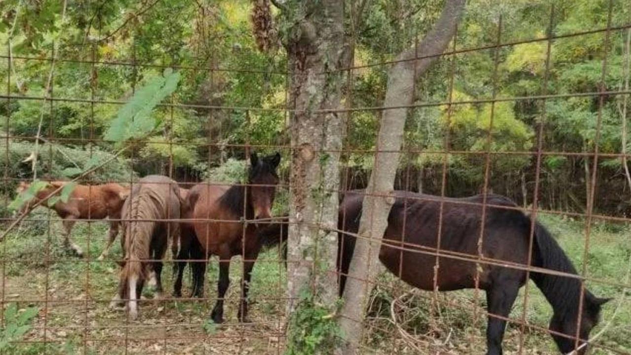 Cavalli selvaggi dell’Aveto catturati e rinchiusi in un recinto, è guerra tra gli animalisti e le autorità
