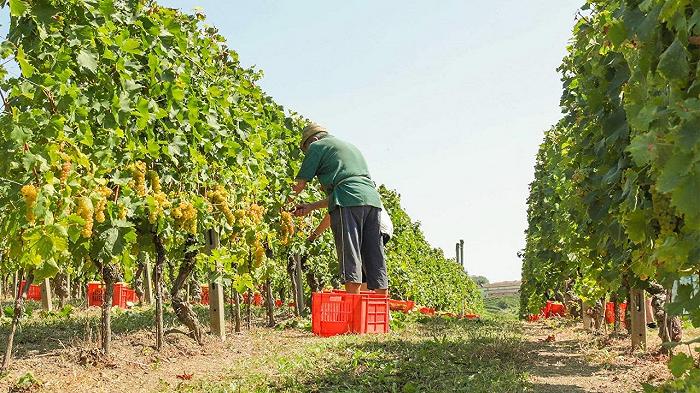 Vino: il Consorzio Asti Docg parla di una vendemmia inaspettata