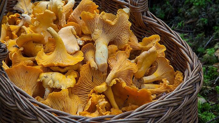 Funghi: in Toscana in aumento i casi di intossicazione fra i cercatori privati