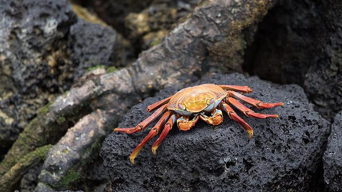 Riscaldamento globale: l’Alaska vieta la pesca dei granchi
