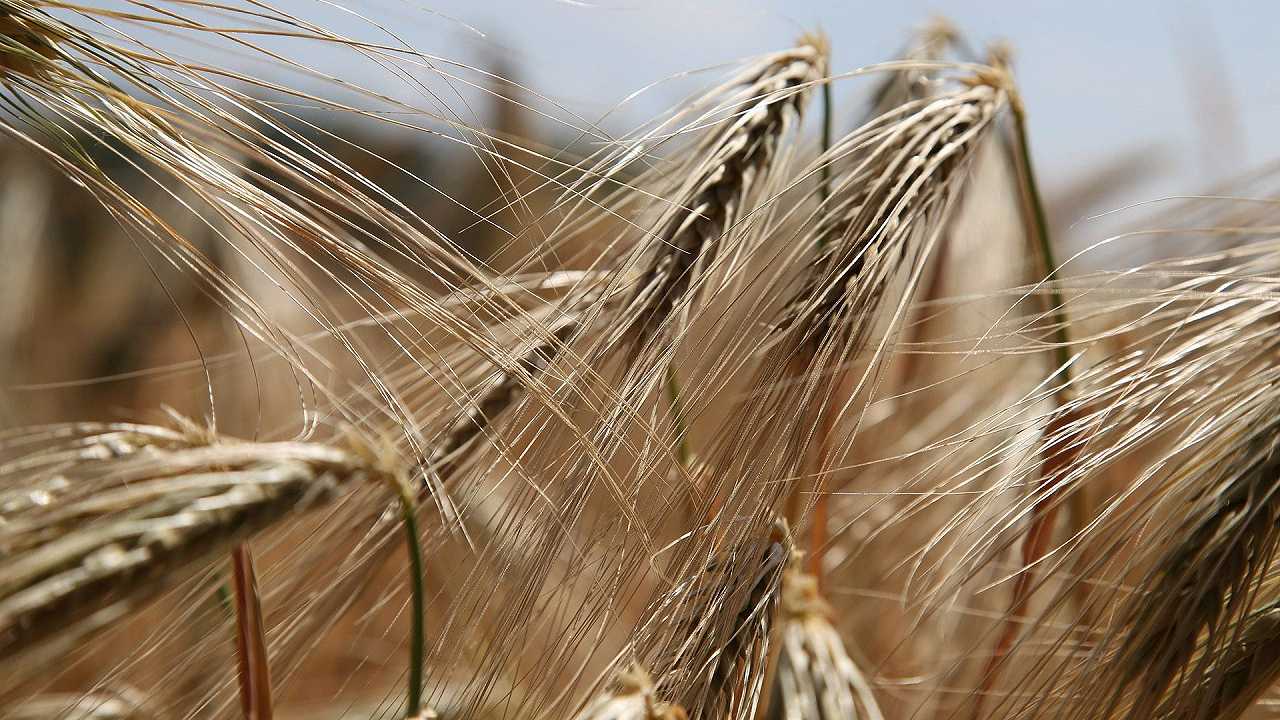 Boom di grano russo nella pasta italiana: ma non c’erano le sanzioni?
