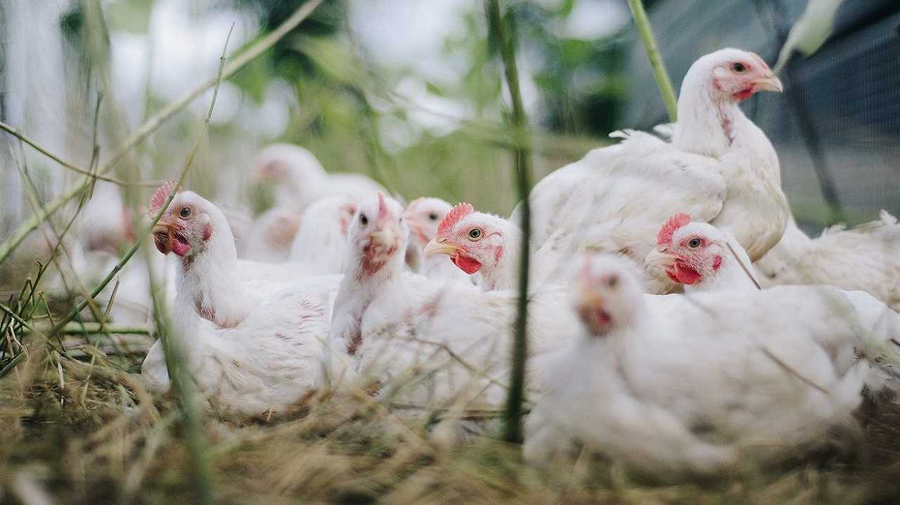 Influenza aviaria, la Francia obbliga gli allevatori a tenere il pollame al chiuso