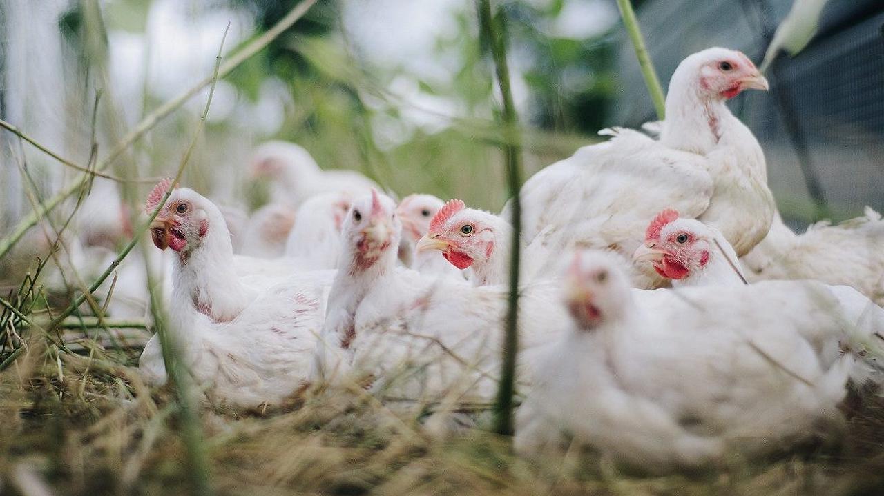 Influenza aviaria: i casi nel pollame e negli uccelli acquatici sono in aumento, sostiene l’EFSA
