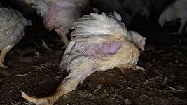 Lidl: sotto accusa un fornitore di polli dopo le immagini shock dell’allevamento