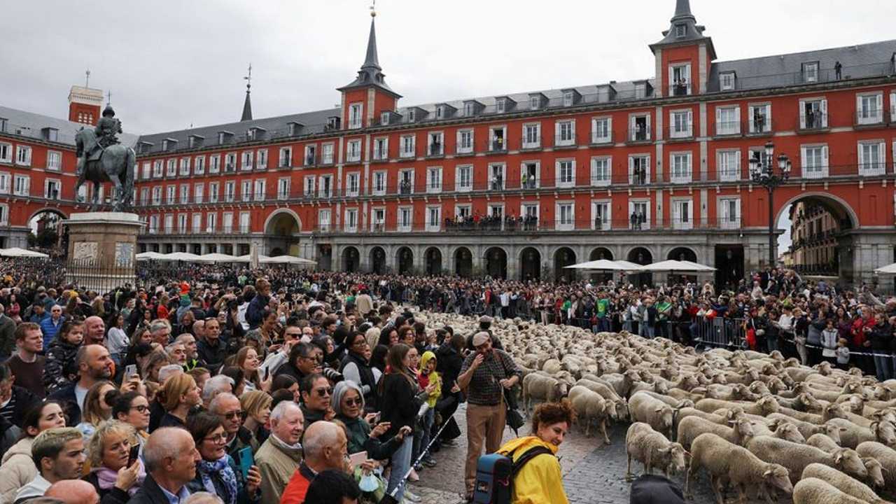 Madrid è invasa dalle pecore: i pastori conducono le greggi in città