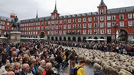 Madrid è invasa dalle pecore: i pastori conducono le greggi in città