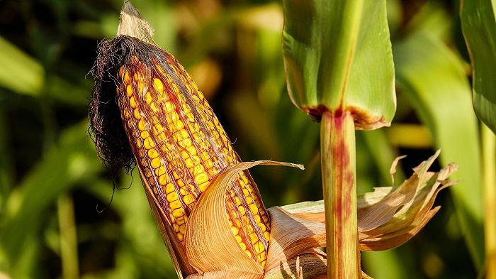 In Friuli Venezia Giulia è allerta micotossine nel mais