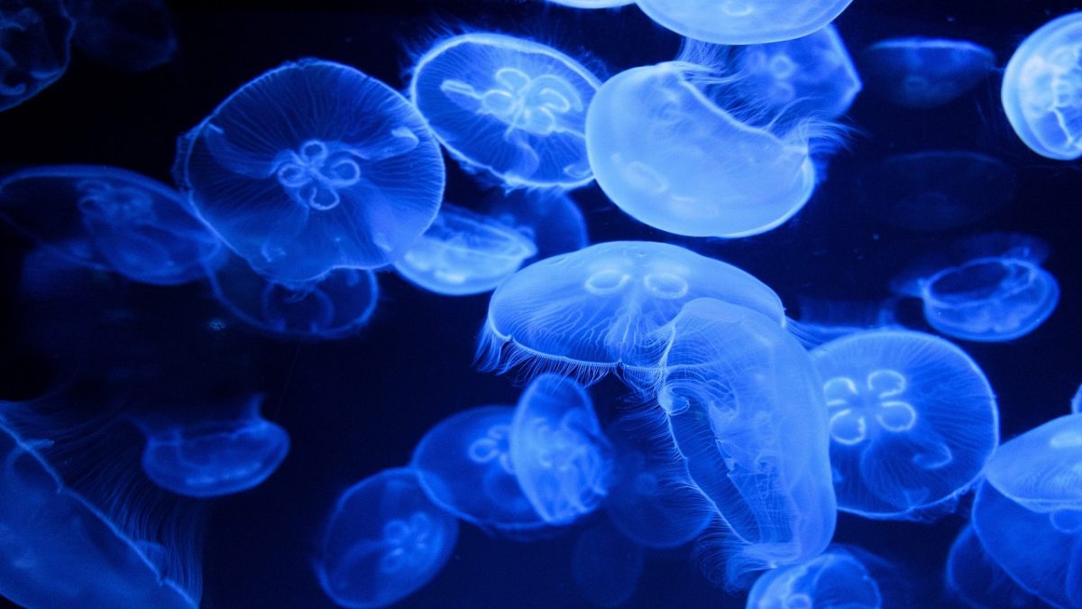 meduse