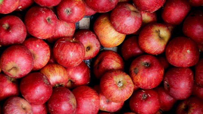 Mele annurche: produzione e qualità da record, ma c’è timore per il futuro