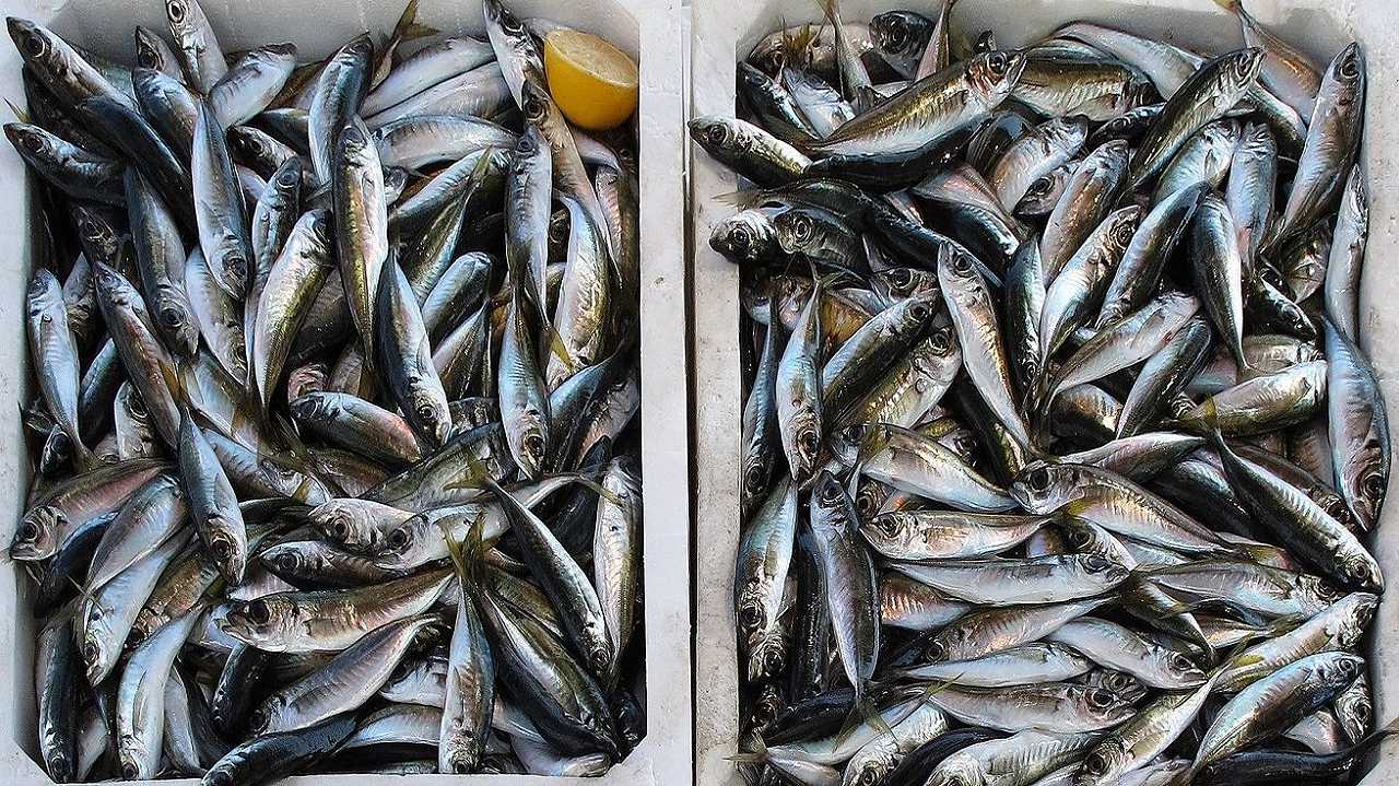 Pesce, il caro vita fa crollare i consumi degli over 65 del 15%