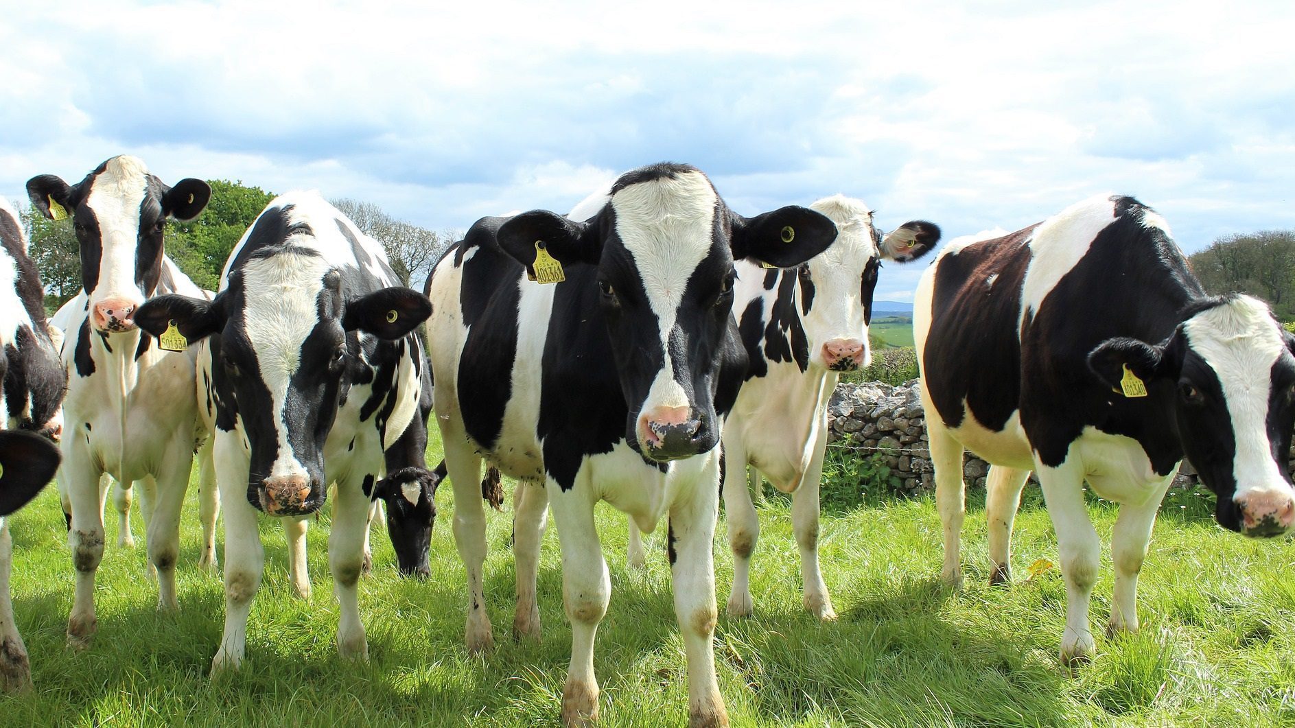 élever des vaches