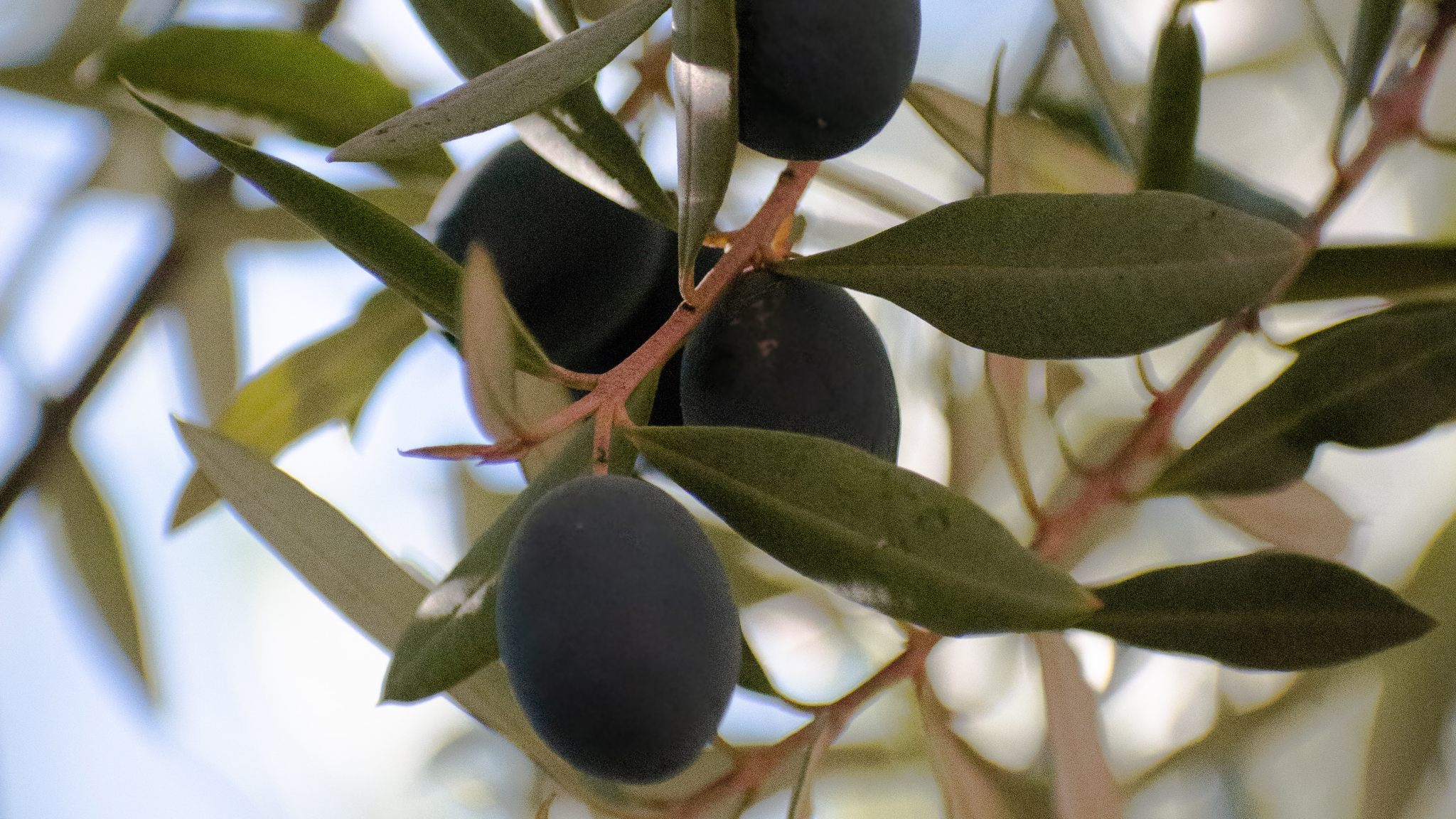 olive-nere-pianta