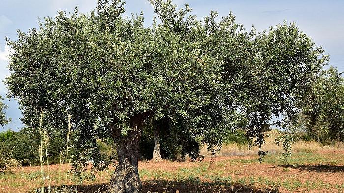 Xylella: nel Comune di Specchia saranno piantati 18 mila alberi entro il 2023