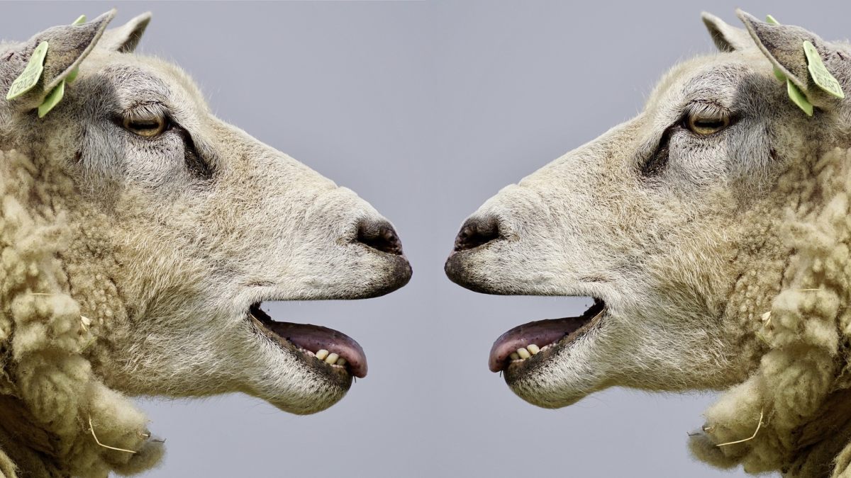 pecore