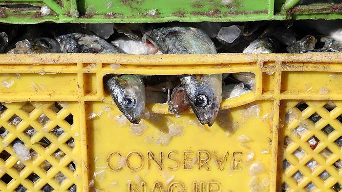 San Benedetto del Tronto: in tilt l’asta automatica del pesce, si fa alla vecchia maniera