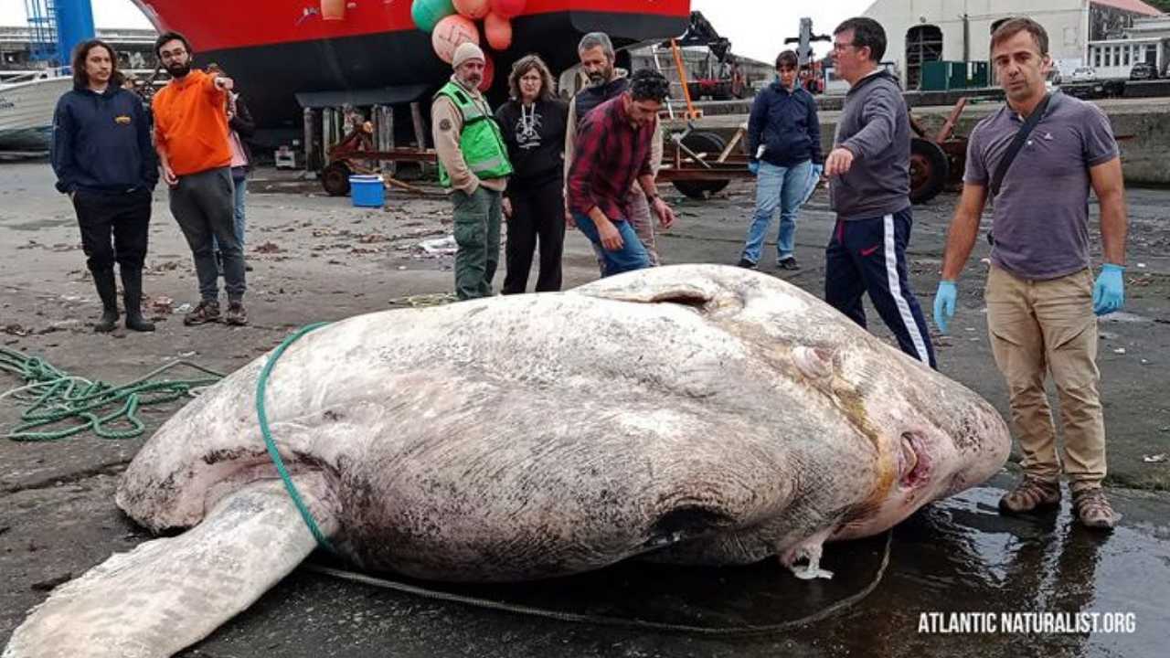Pesce luna da tre tonnellate: l’esemplare più pesante del mondo è stato trovato in Portogallo
