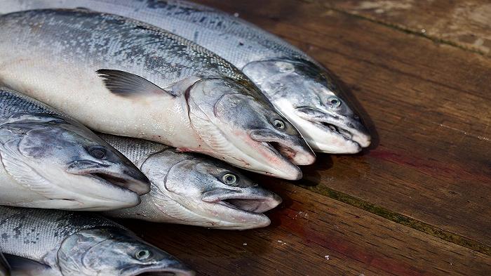 Isola delle Femmine: sequestrati 200 kg di pesce mal conservato in un ristorante