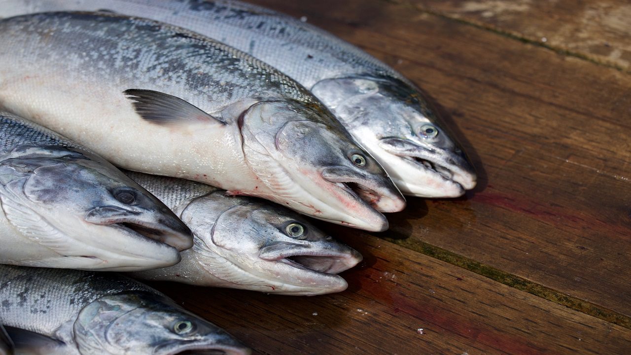 Isola delle Femmine: sequestrati 200 kg di pesce mal conservato in un ristorante