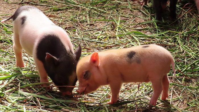 La Lombardia risponde alla peste suina africana con una nuova rete di macelli