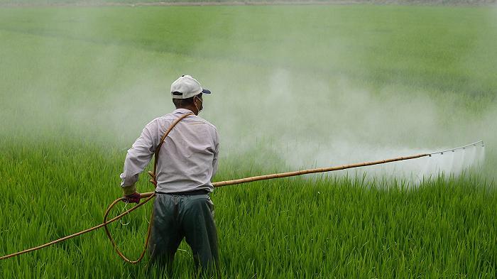 Pesticidi, i produttori di zucchero protestano contro i divieti: “Addio a quello europeo”