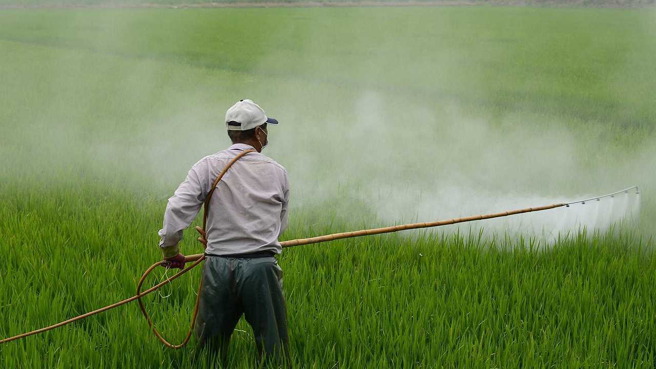 Pesticidi, i produttori di zucchero protestano contro i divieti: “Addio a quello europeo”