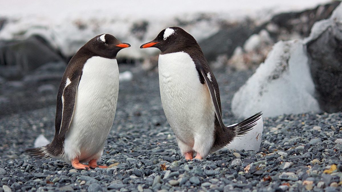pinguini