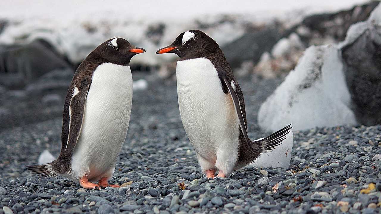 Influenza aviaria, colpite anche le colonie di pinguini in Sudafrica
