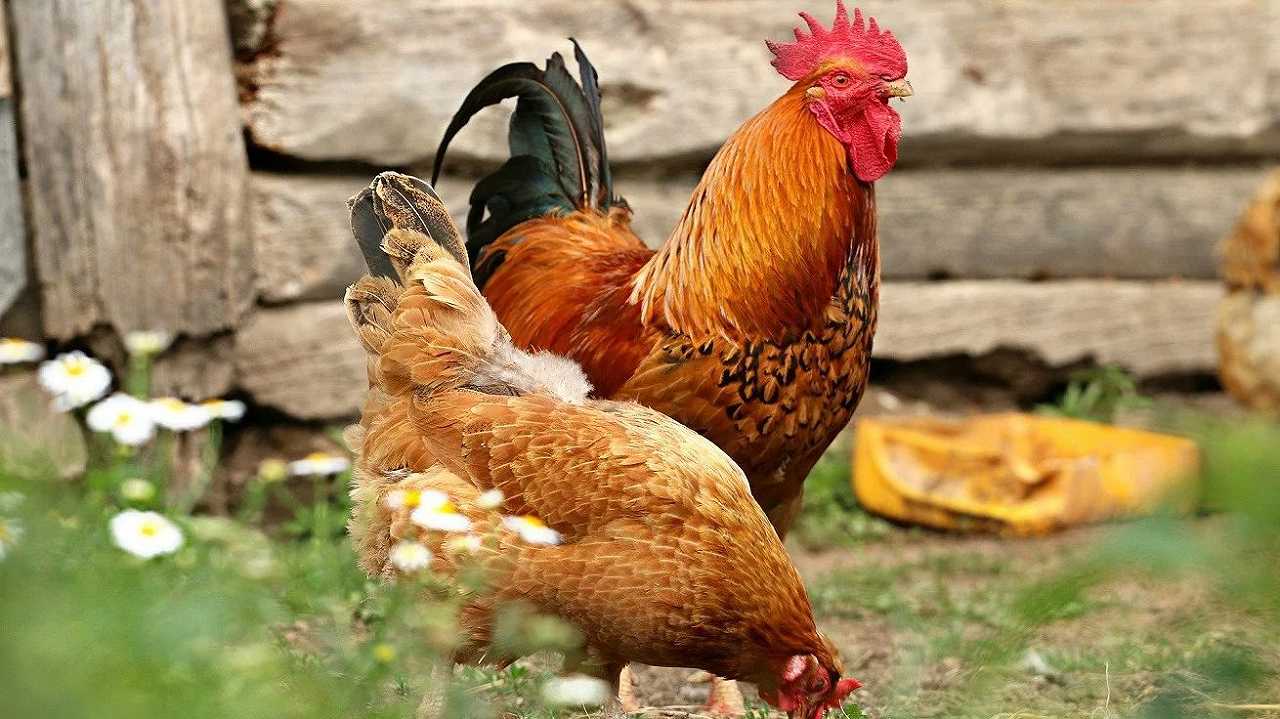 Influenza aviaria, l’UK introduce nuove regole per le galline domestiche