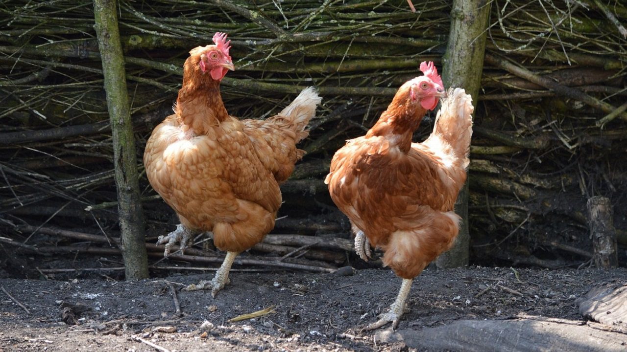 Influenza aviaria: in Francia il Ministro dell’Agricoltura annuncia un peggioramento dell’epidemia