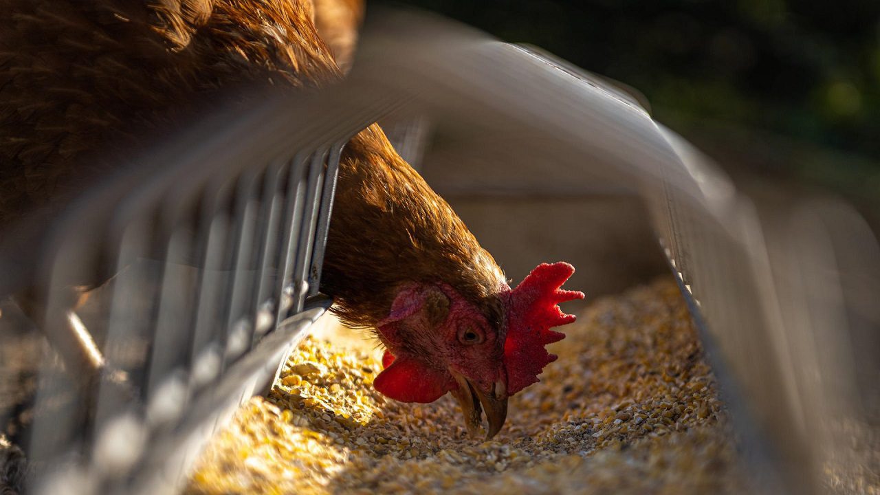 Nuova Zelanda: cercare di risolvere la carenza di uova adottando dei polli è una pessima idea