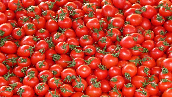 Foggia, bilancio nettamente negativo per la campagna del pomodoro: persi 3 milioni di quintali