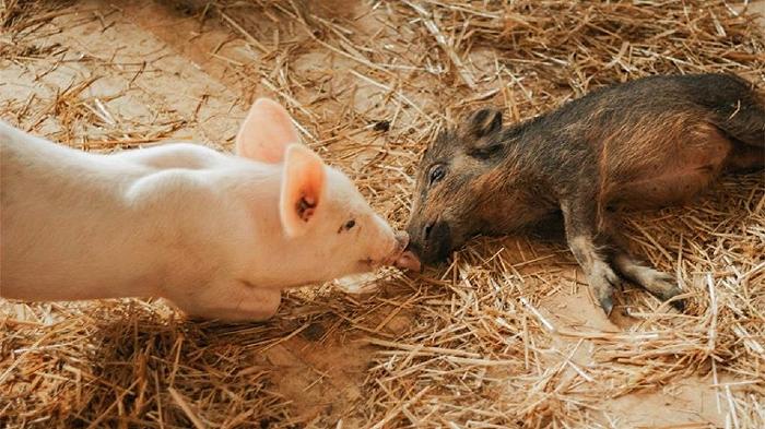 Peste suina africana: il TAR blocca l’abbattimento degli animali della Sfattoria degli Ultimi