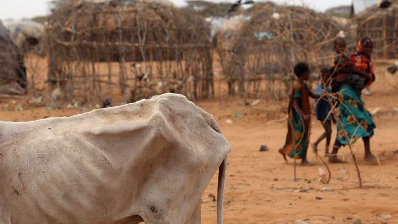 Kenya, la siccità spinge i pastori a vendere il bestiame: gli animali faticano a reggersi in piedi