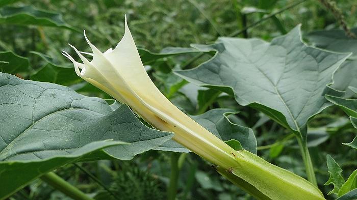 Napoli: spinaci mescolati con stramonio e non con mandragora, la nuova ipotesi dell’IZS