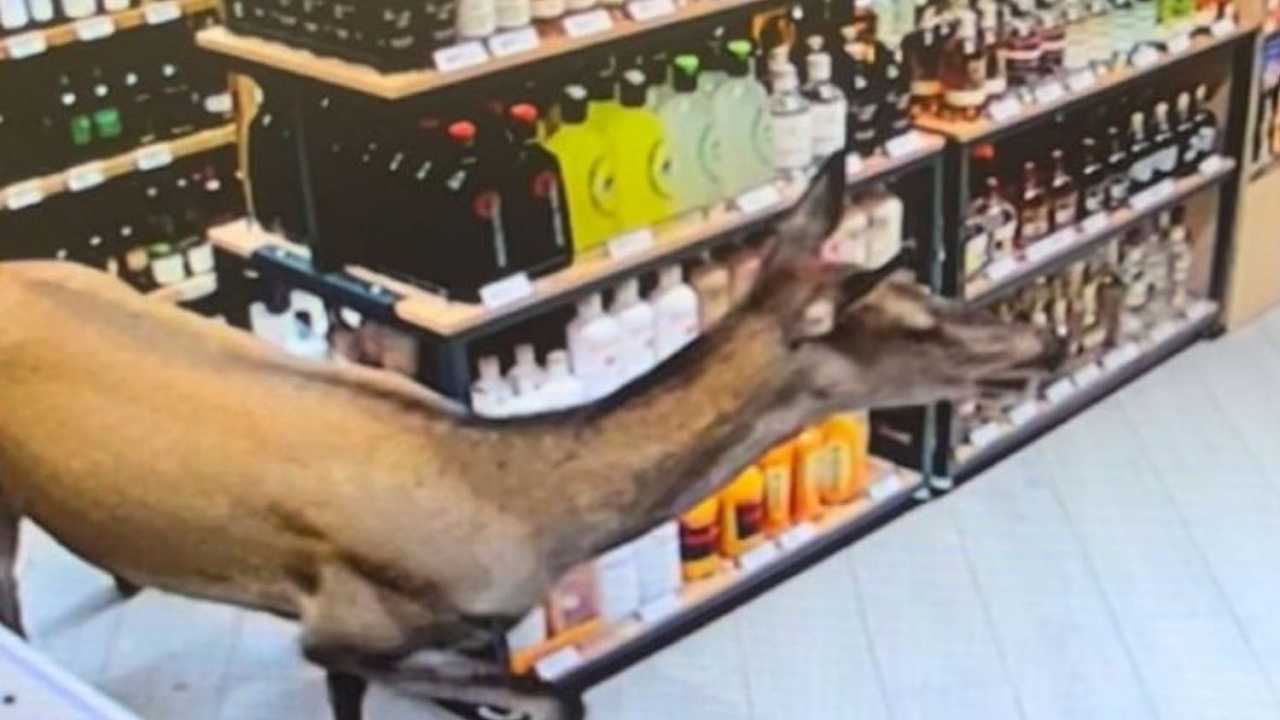 Moena, cerva entra al supermercato e tira dritto per la corsia degli alcolici