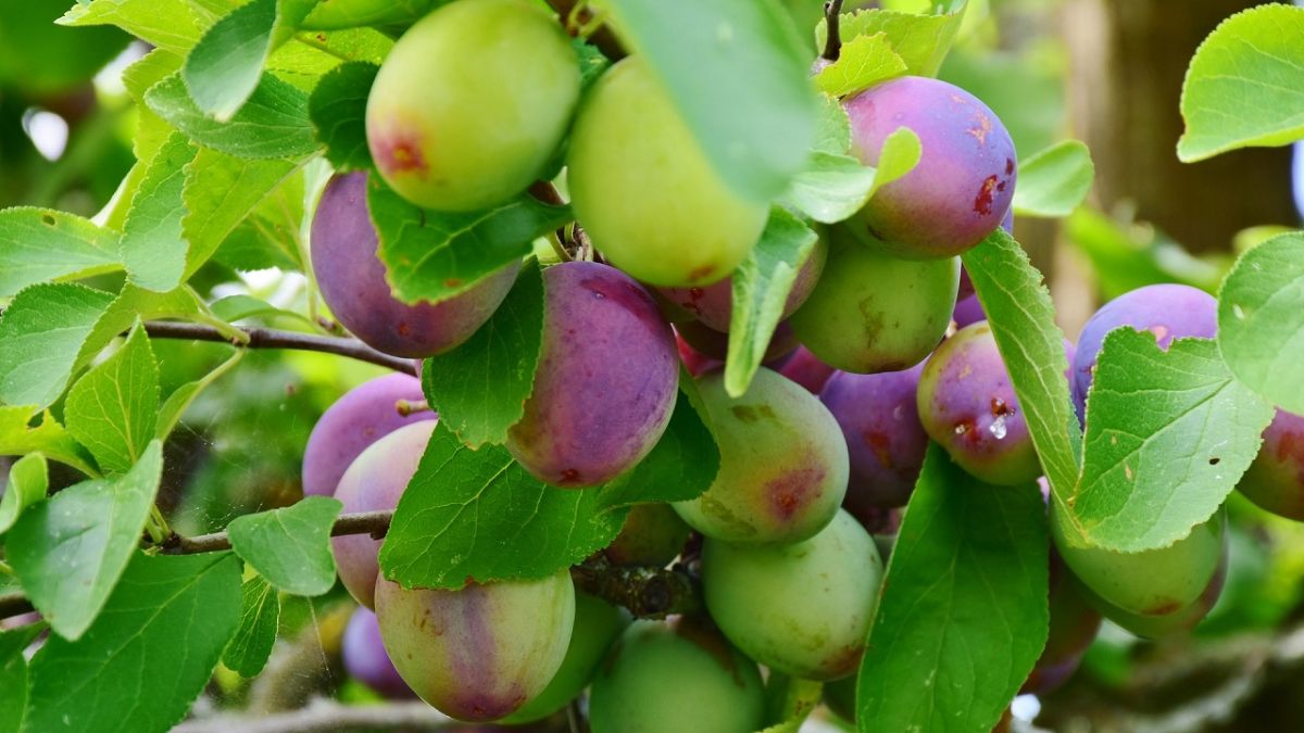 susine