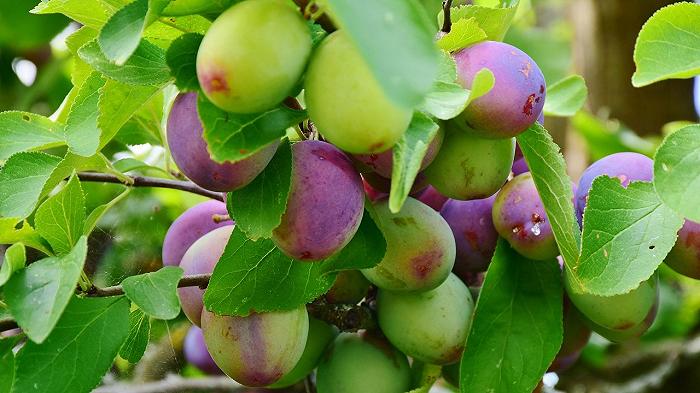 Susine pagate 3 centesimi al chilo: agricoltore decide di tagliare le piante