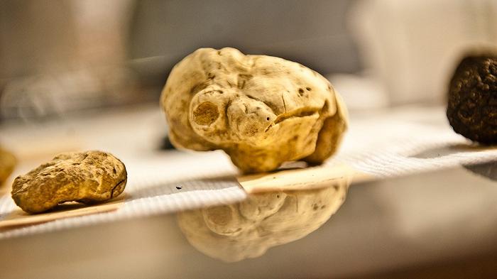Tartufo bianco, il prezzo sale a 4500 euro al chilo: colpa di caldo e siccità