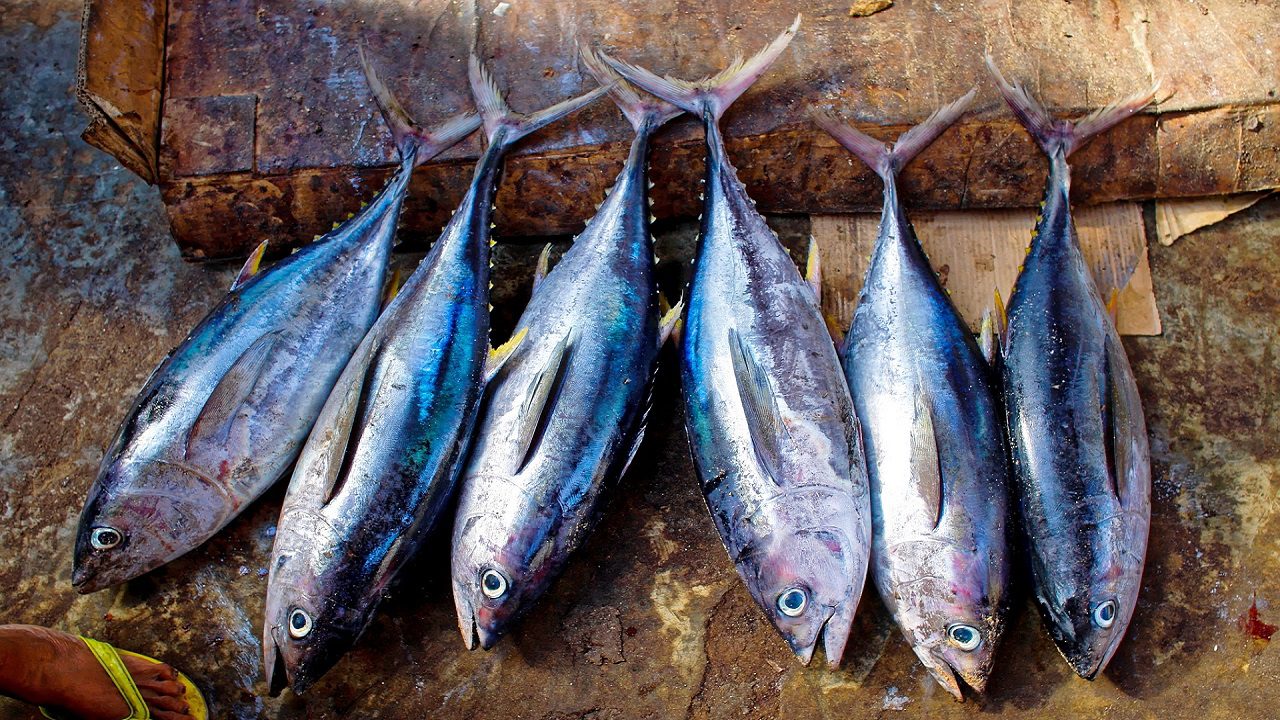 Gubbio: intossicazione alimentare o goliardata a base di tonno?